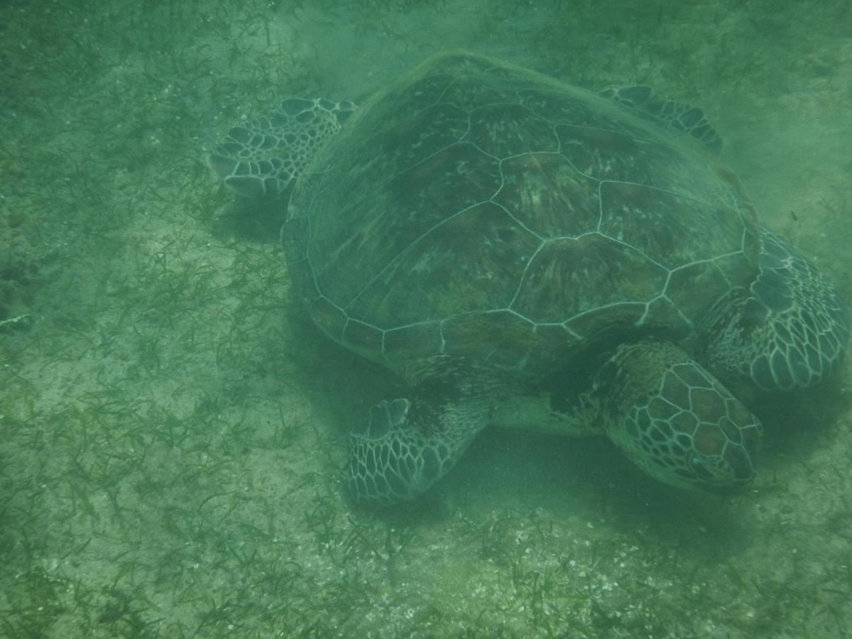 Turtle Bay Beach Resort ميريسا المظهر الخارجي الصورة
